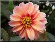 red pink dahlia flower