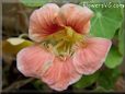 pink nasturtium flower