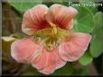 pink nasturtium flower