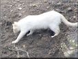 white cat