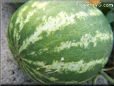 watermelon garden plant picture