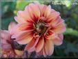 red pink dahlia flower