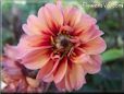 red pink dahlia flower