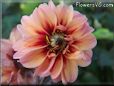 red pink dahlia flower