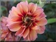 red pink dahlia flower