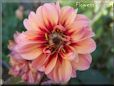 red pink dahlia flower