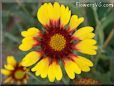 yellow red blanket flower