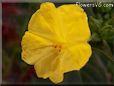 four o clock flower