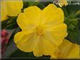 four o clock flower