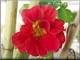 red nasturtium flower
