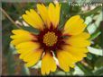 yellow red blanket flower