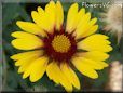 yellow red blanket flower