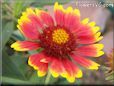 red blanket flower