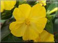 four o clock flower