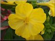four o clock flower