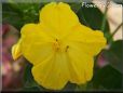 four o clock flower