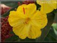 four o clock flower