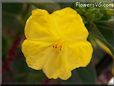 four o clock flower