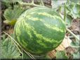 medium watermelon