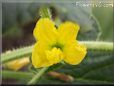 cantaloupe flower blossom