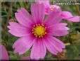 pink cosmos flower