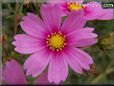 pink cosmos flower