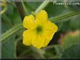 cantaloupe flower blossom