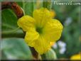 honeydew melon flower blossomspictures