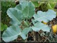 cauliflower seedling
