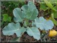 cauliflower seedling