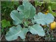 cauliflower seedling