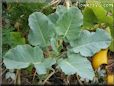 cauliflower seedling