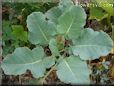 cauliflower seedling