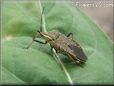 squash bug