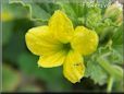 cantaloupe flower blossom