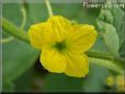 cantaloupe flower blossom