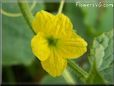 cantaloupe flower blossom