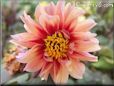 red pink dahlia flower