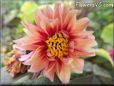 red pink dahlia flower