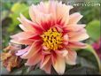 red pink dahlia flower