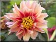 red pink dahlia flower