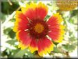 red blanket flower