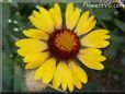 yellow red blanket flower