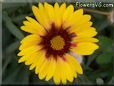 yellow red blanket flower