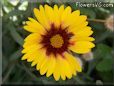 yellow red blanket flower