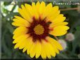 yellow red blanket flower