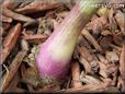 purple onion root bulb