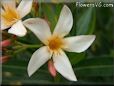 oleander flower