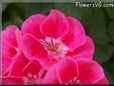 pink white geranium flower