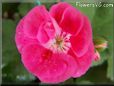 pink white geranium flower